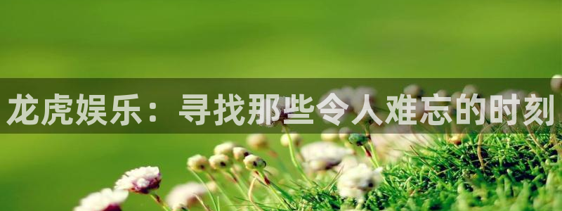 新城平台体育代理：龙虎娱乐：寻找那些令人难忘的时刻